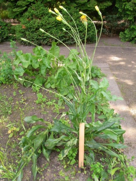 Datei:Garten-Schwarzwurzel.JPG
