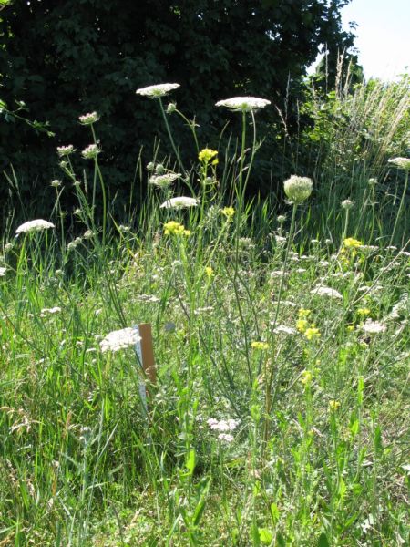 Datei:Moehre, wilde.JPG