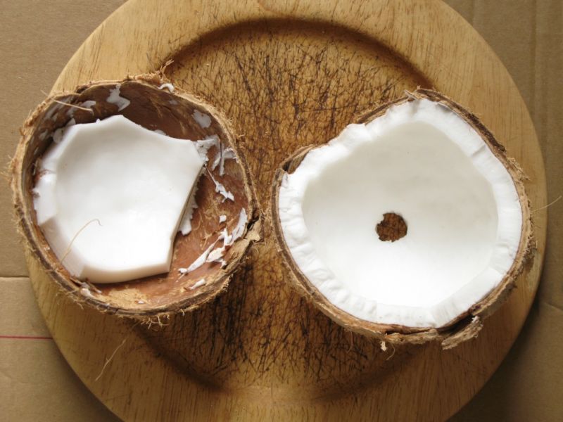 Datei:Kokosnuss, reif, Fruchtfleisch.JPG