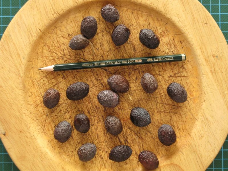 Datei:Olive de Nyon.JPG