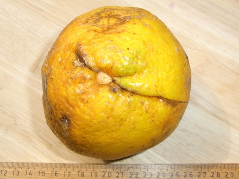 Datei:Ugli.JPG