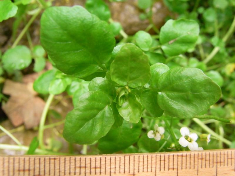 Datei:Brunnenkresse, Blatt.JPG