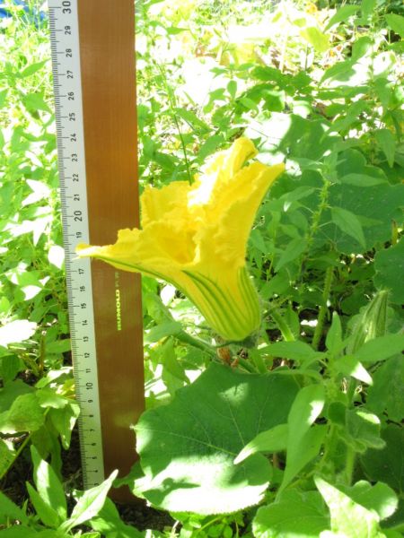 Datei:Hokkaidokuerbis, Bluete und Blatt.JPG