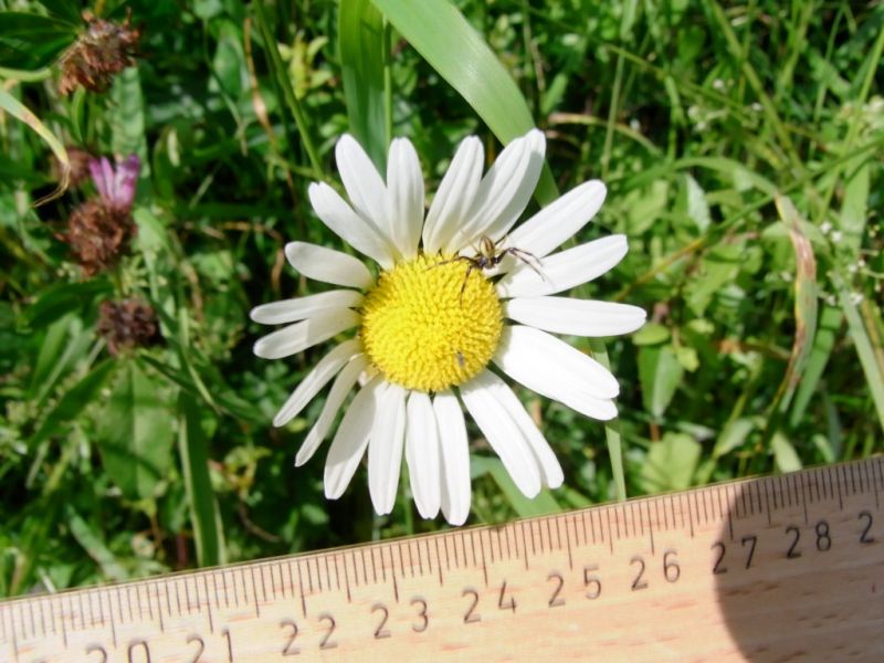 Datei:Margerite, Bluete.JPG