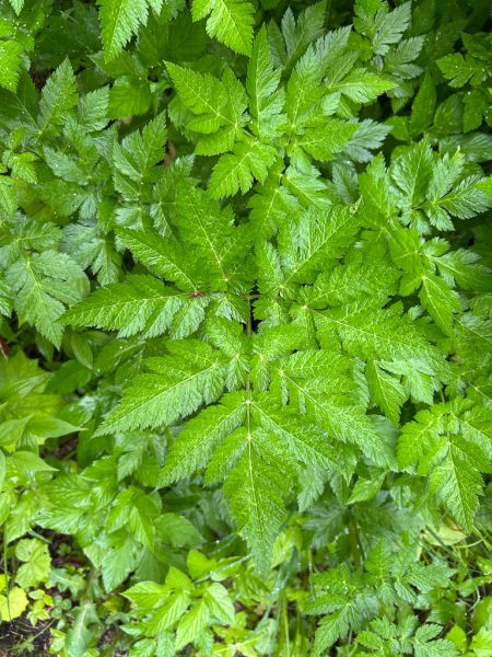 Datei:Behaarter Kaelberkropf Blatt.jpg