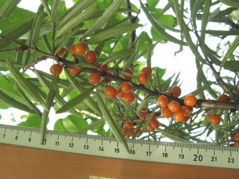 Datei:Sanddorn, Fruechte.JPG