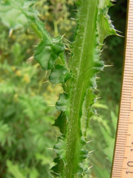 Datei:Distel, krause, Stengel.JPG