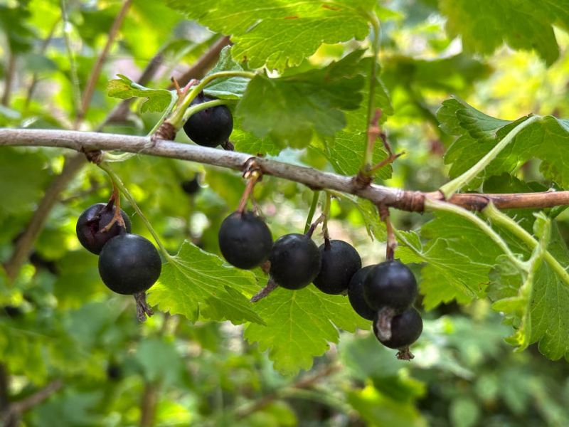 Datei:Jostabeere Fruechte.jpg
