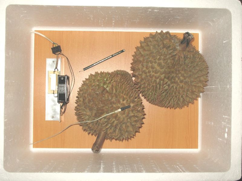 Datei:Durian in der Reifekammer.JPG