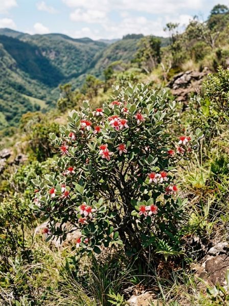 Datei:Feijoa Habitus.jpeg