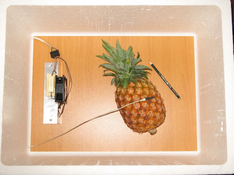 Datei:Ananas in der Reifekammer.JPG