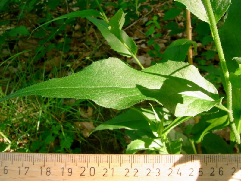Datei:Nachtviole, Stengel und Blatt.JPG