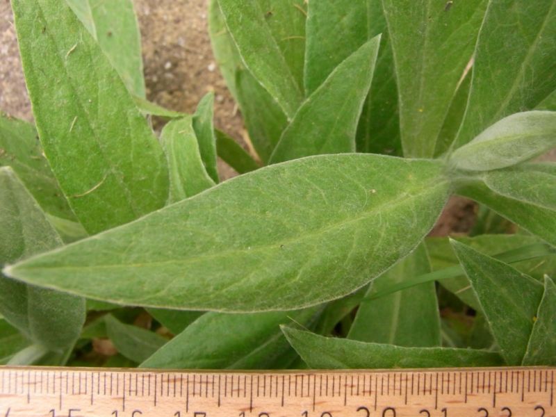 Datei:Berg-Flockenblume, Blatt.JPG