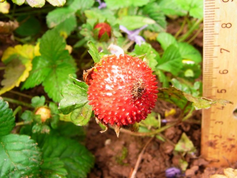 Datei:Scheinerdbeere, Frucht.JPG