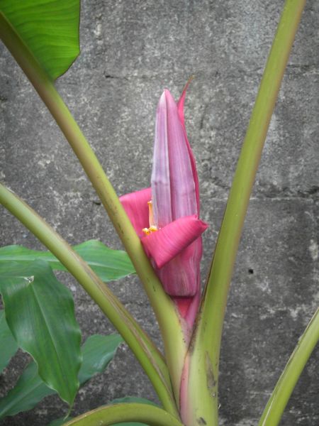 Datei:Banane, wild, Bluete.JPG