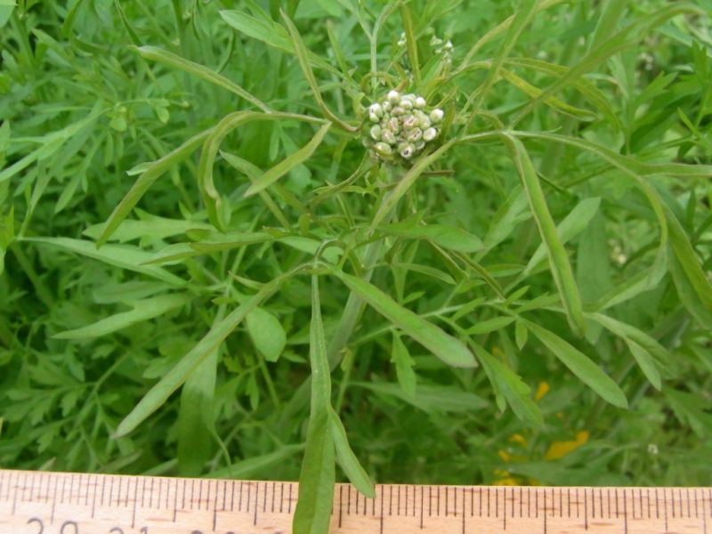 Datei:Garten-Kresse, Blatt.JPG