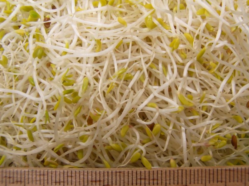 Datei:Alfalfa, Sprossen.JPG