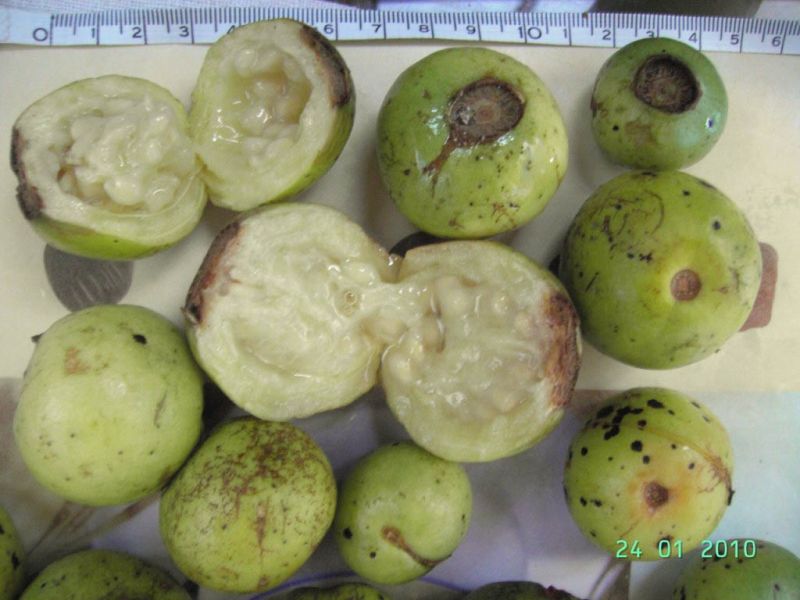 Datei:Guave, costaricanische.jpg
