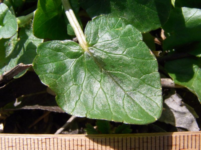 Datei:Scharbockskraut, Blatt.JPG