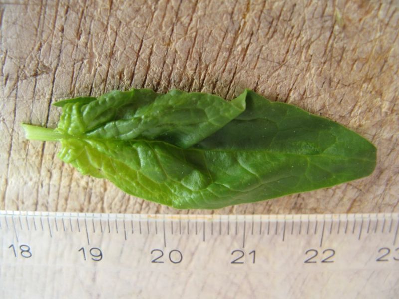 Datei:Spinat, Blatt.JPG