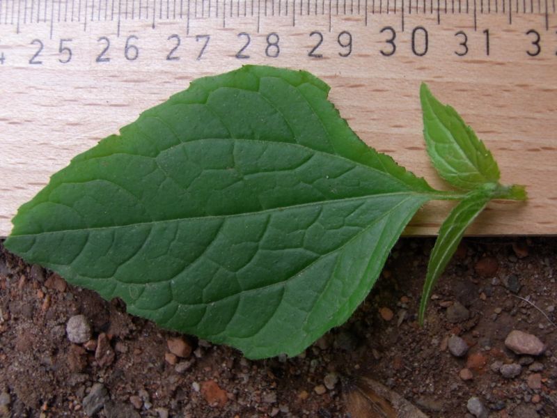 Datei:Knopfkraut, Blatt.JPG
