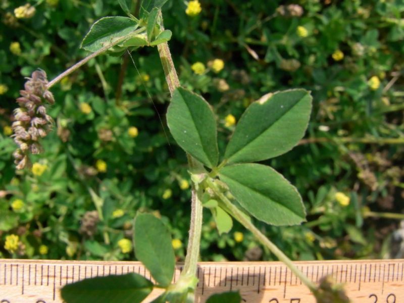 Datei:Hopfenklee, Blatt.JPG