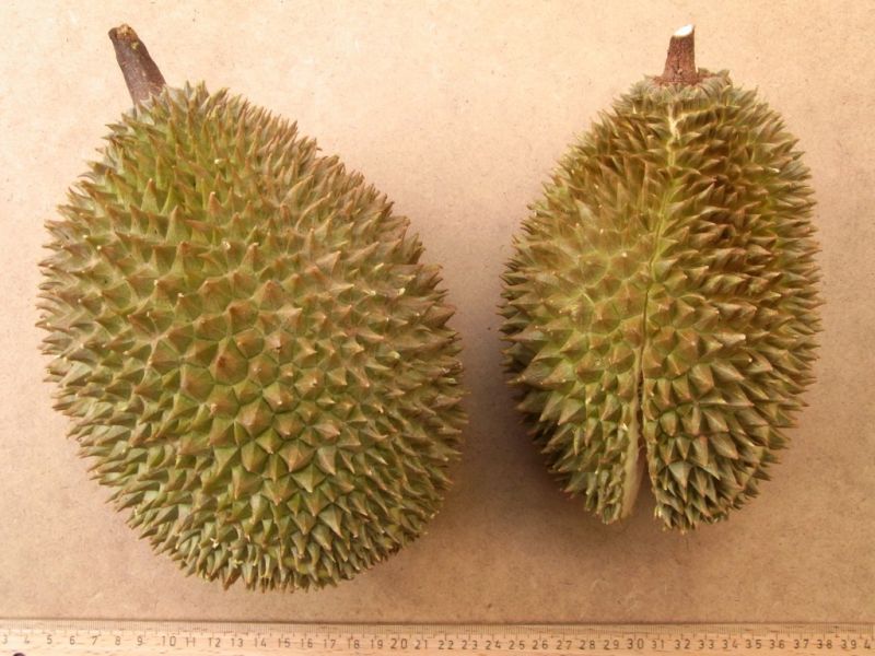 Datei:Wilddurian.JPG