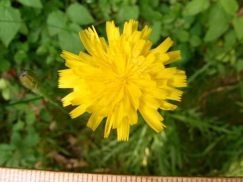 Datei:Herbst-Loewenzahn, Bluete.JPG