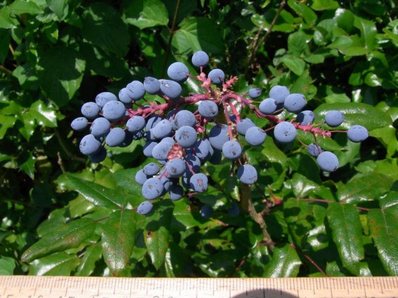 Datei:Mahonie, Fruchtstand.JPG