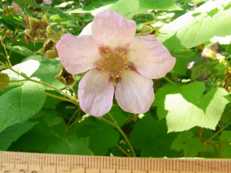 Datei:Zimt-Himbeere, Bluete.JPG