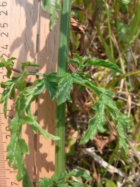 Datei:Eisenkraut, Stengel und Blatt.JPG