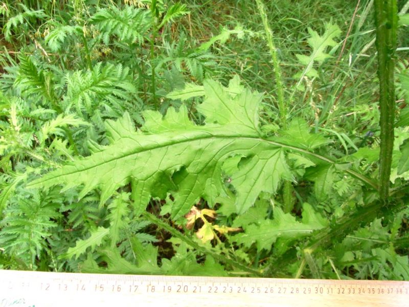 Datei:Distel, krause, Blatt.JPG