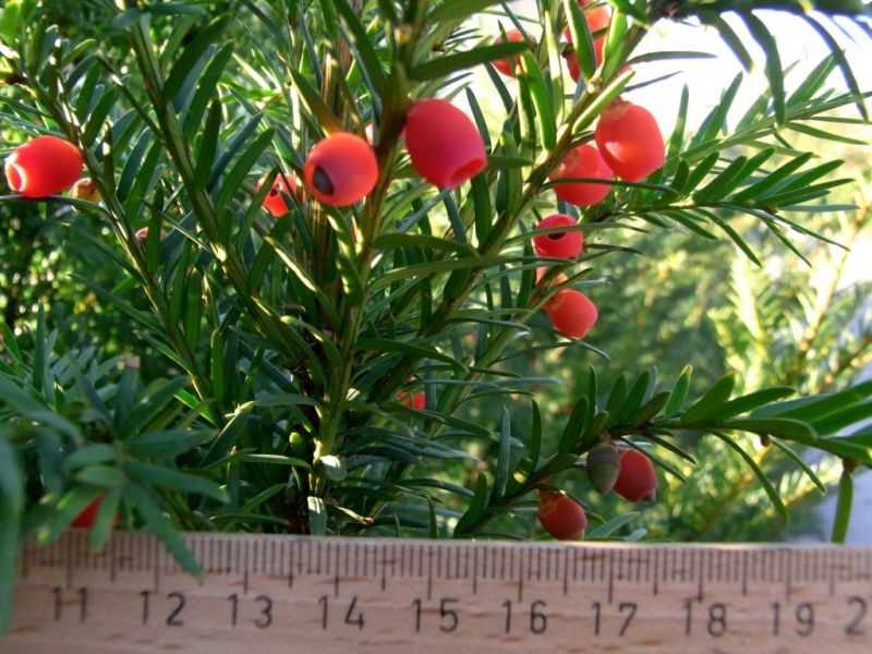 Datei:Eibe, Nadeln und Fruechte.JPG