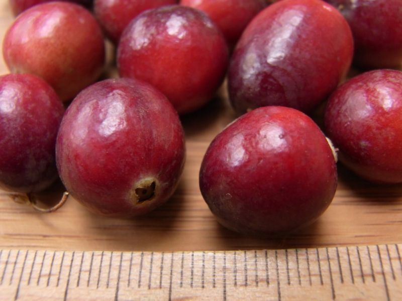 Datei:Moosbeere, gewoehnliche.JPG