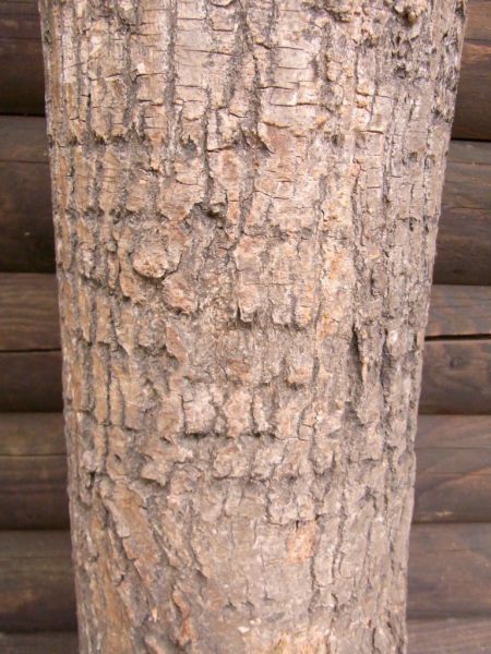 Datei:Winterlinde, Stamm.JPG