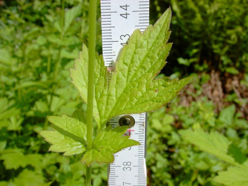 Datei:Nelkenwurz, Blatt.JPG