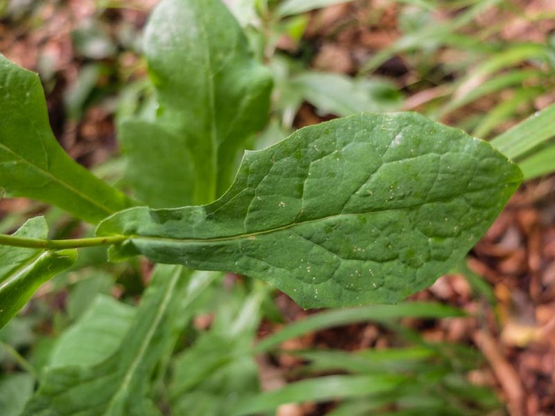 Datei:Hasenlattich, Blatt.jpg