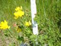 Vorschaubild der Version vom 14:58, 7. Mai 2009