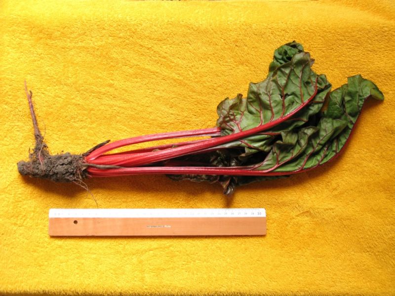 Datei:Mangold, rot.JPG