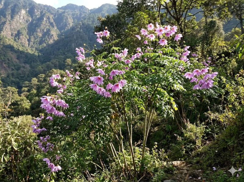 Datei:Dahlia imperialis.jpeg
