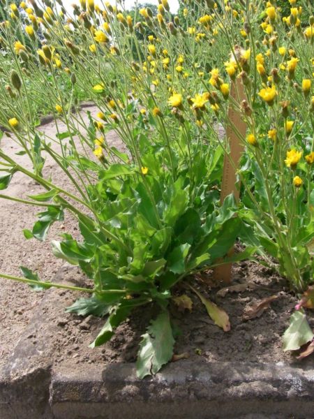 Datei:Habichtskraut, stengelumfassendes.JPG