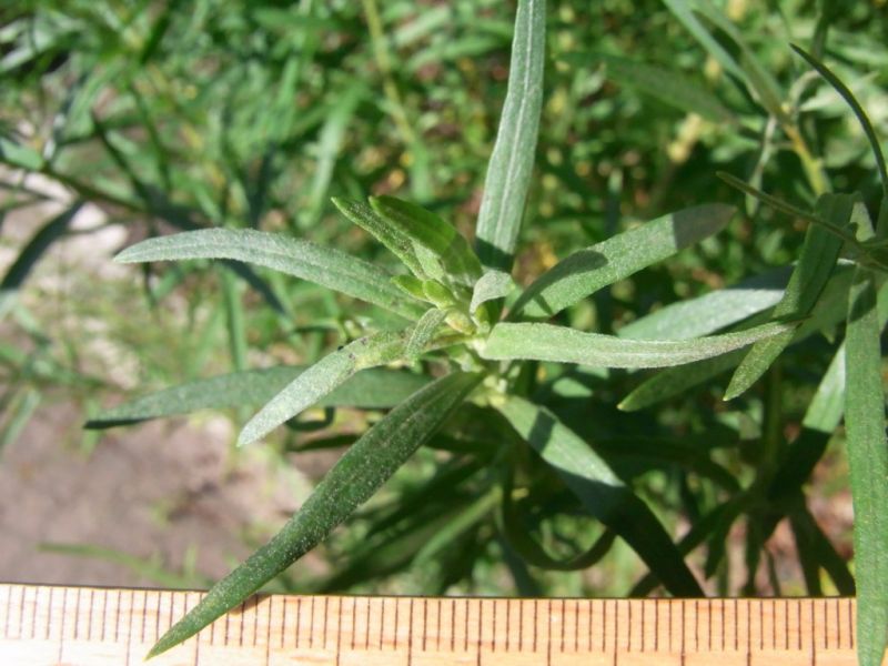 Datei:Estragon, Blatt.JPG