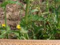Vorschaubild der Version vom 14:41, 26. Jun. 2013