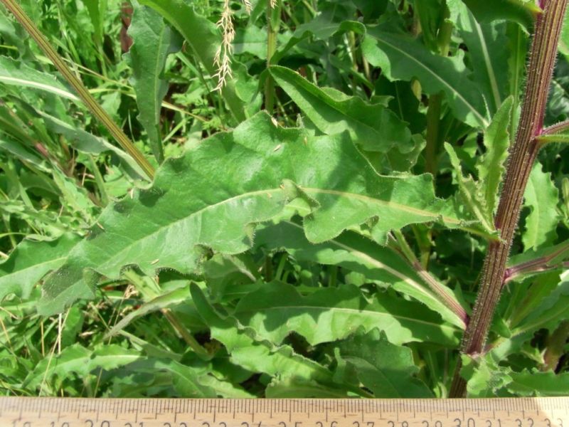 Datei:Gewoehnliches Bitterkraut, Blatt.JPG