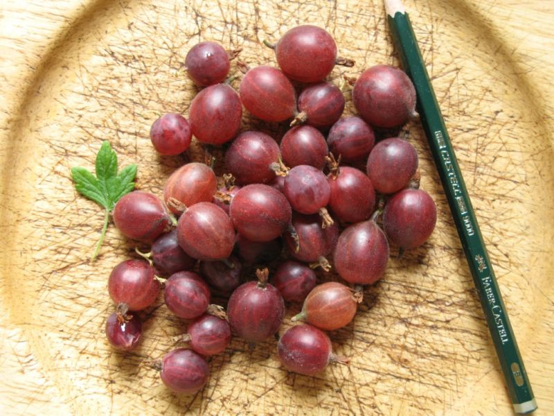 Datei:Stachelbeere, Fruechte.JPG