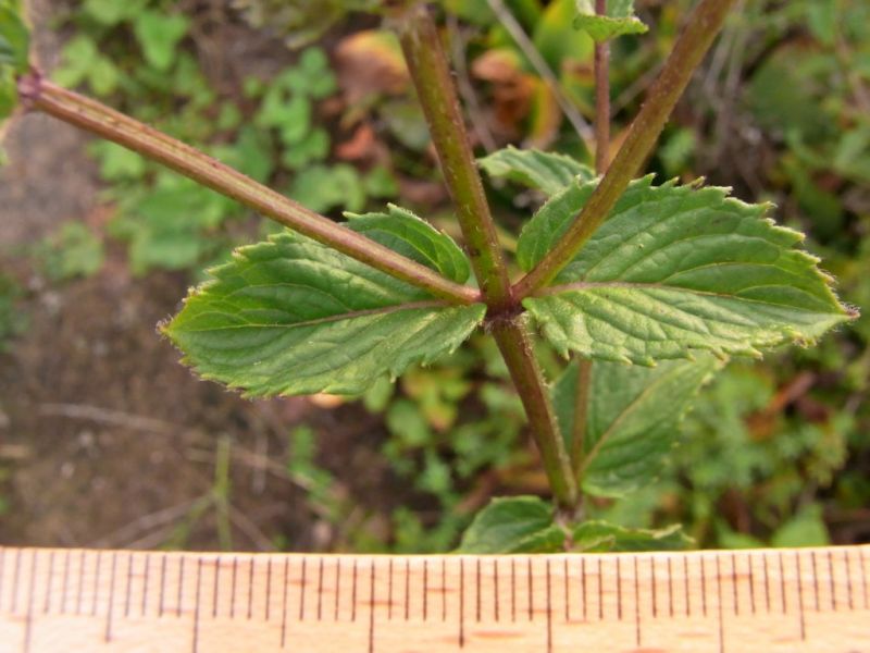 Datei:Pfefferminze, Stengel und Blatt.JPG