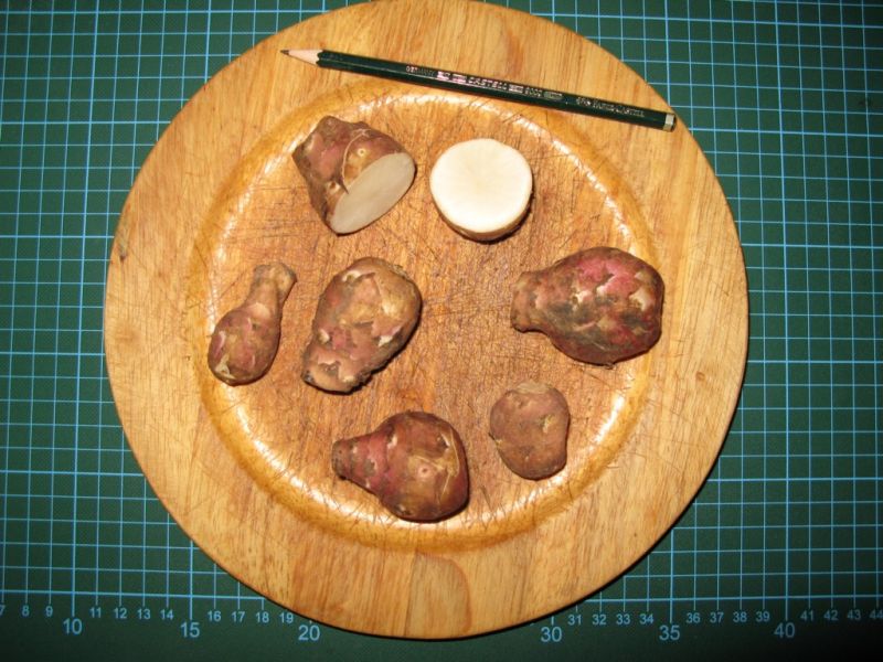 Datei:Topinambur, Knollen.JPG