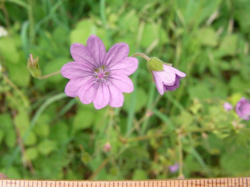 Datei:Kleiner Storchschnabel, Bluete.JPG