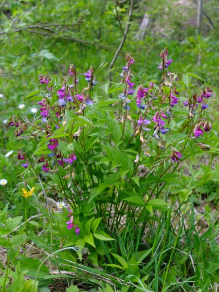 Datei:Fruehlings Platterbse Habitus.jpg