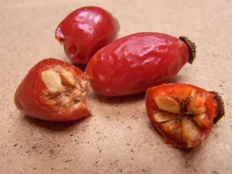 Datei:Hagebutten Nahaufnahme.jpg